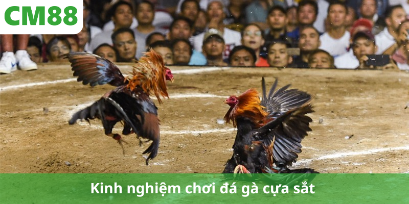 Kinh nghiệm chơi đá gà cựa sắt 