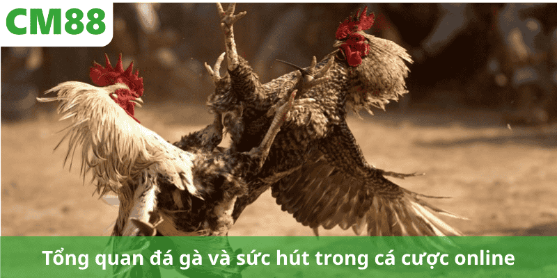 Tổng quan đá gà và sức hút trong cá cược online